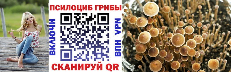 Псилоцибиновые грибы мицелий  закладки  Подпорожье 